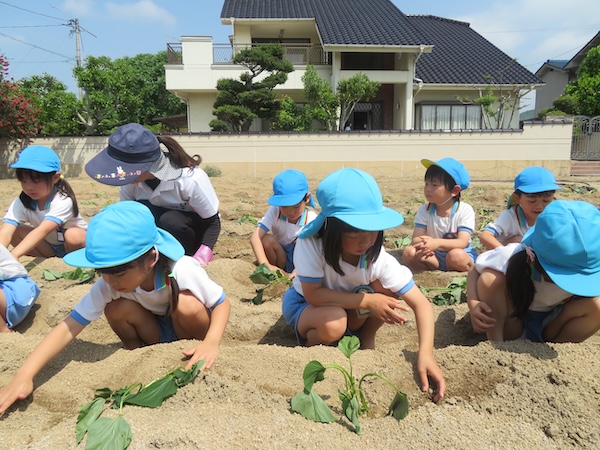 白ゆり幼稚園の健康で心豊かな子どもの画像