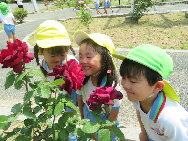 白ゆり幼稚園の花や生き物を可愛がる子どもの画像
